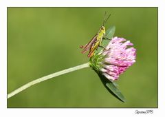 Grashüpfer....