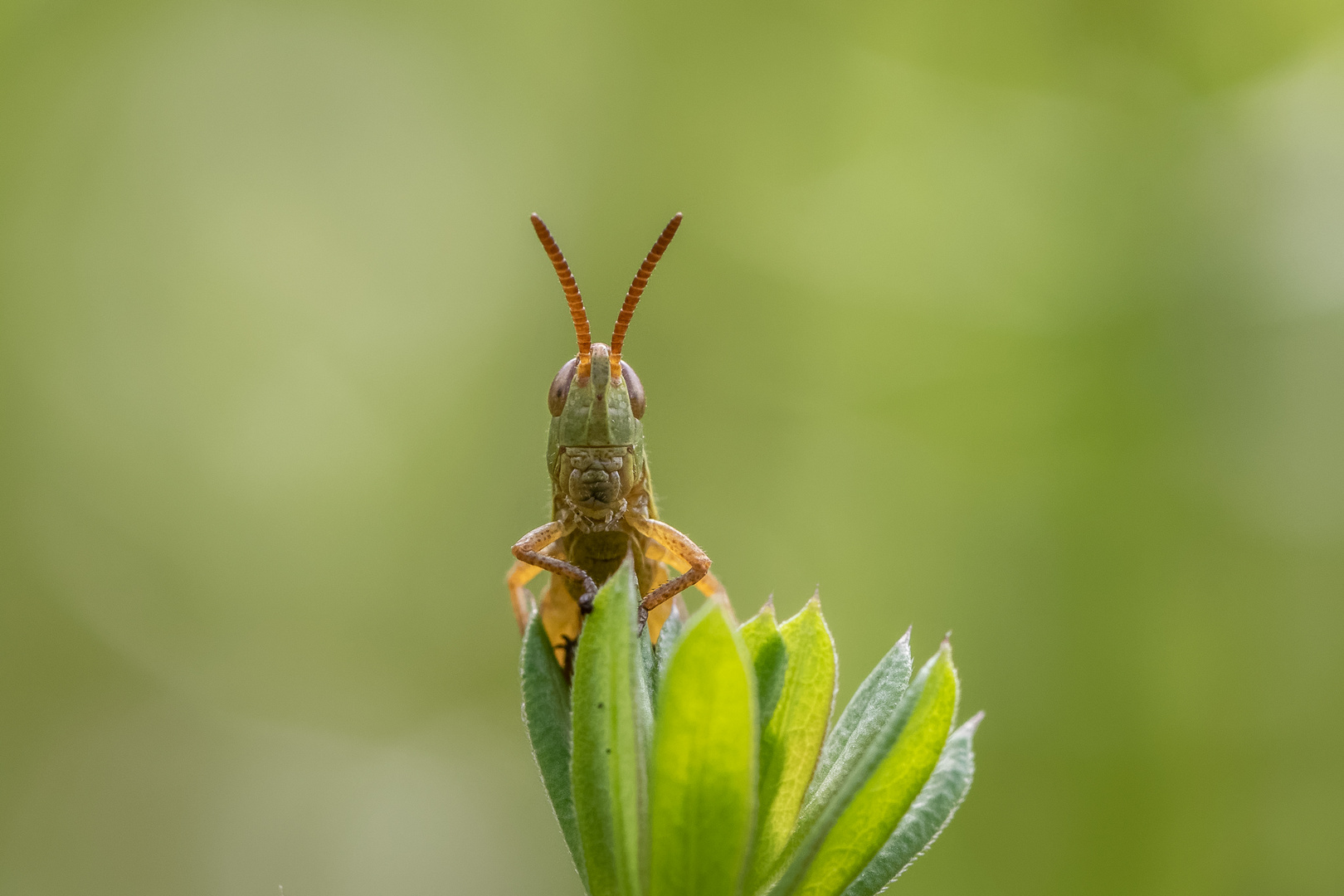 Grashüpfer 