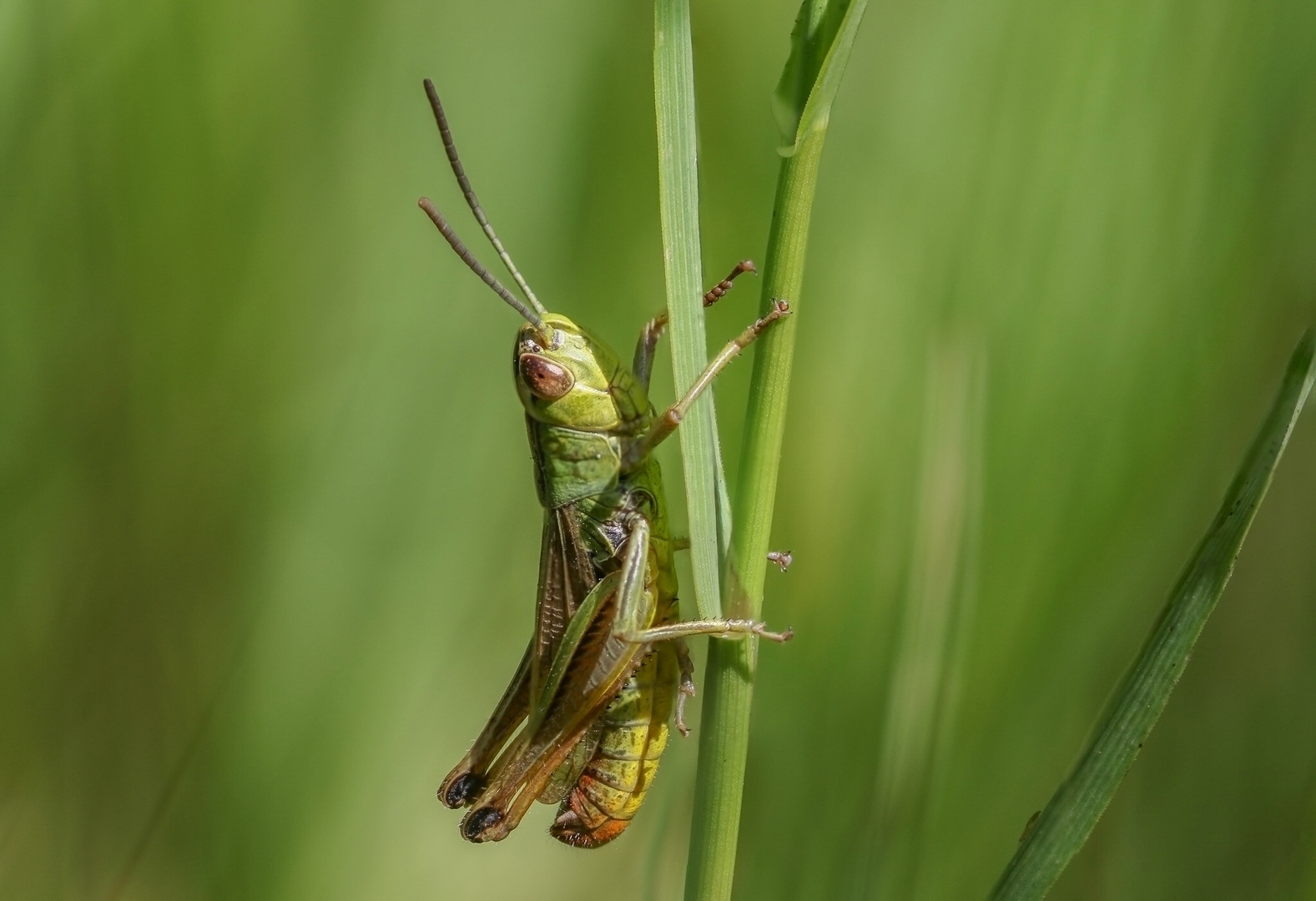 Grashüpfer 