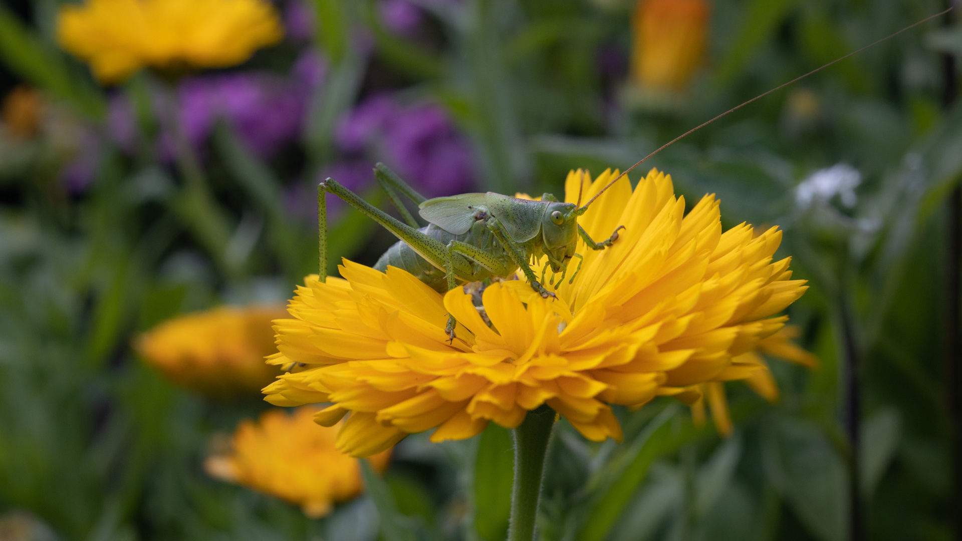 Grashüpfer