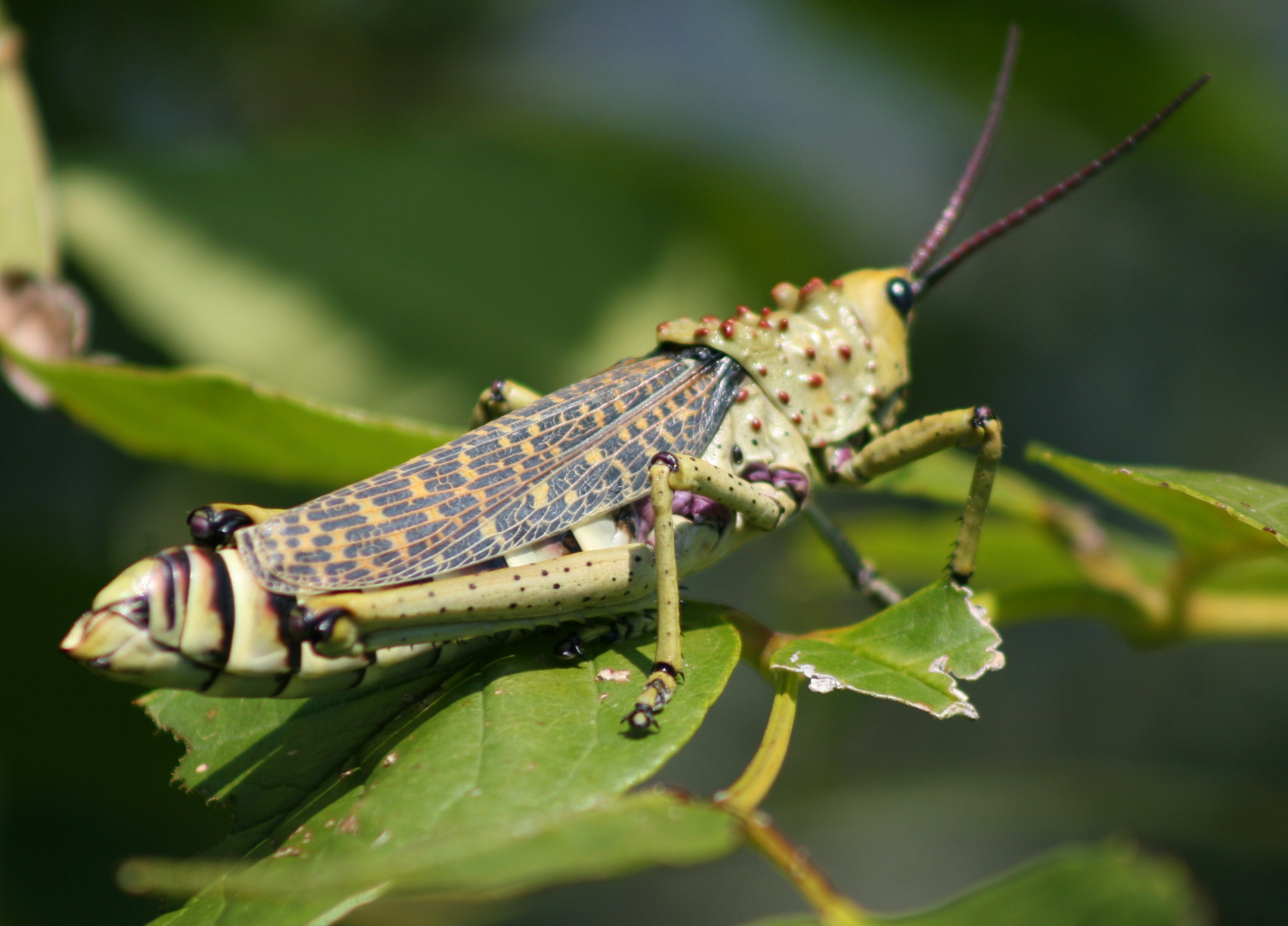 Grashüpfer