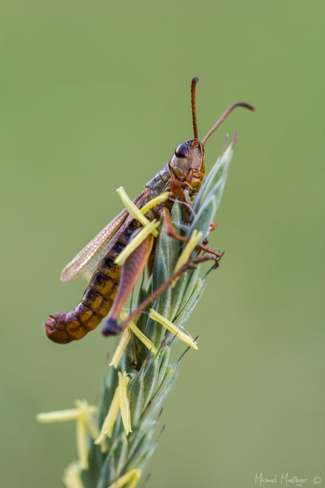 Grashüpfer