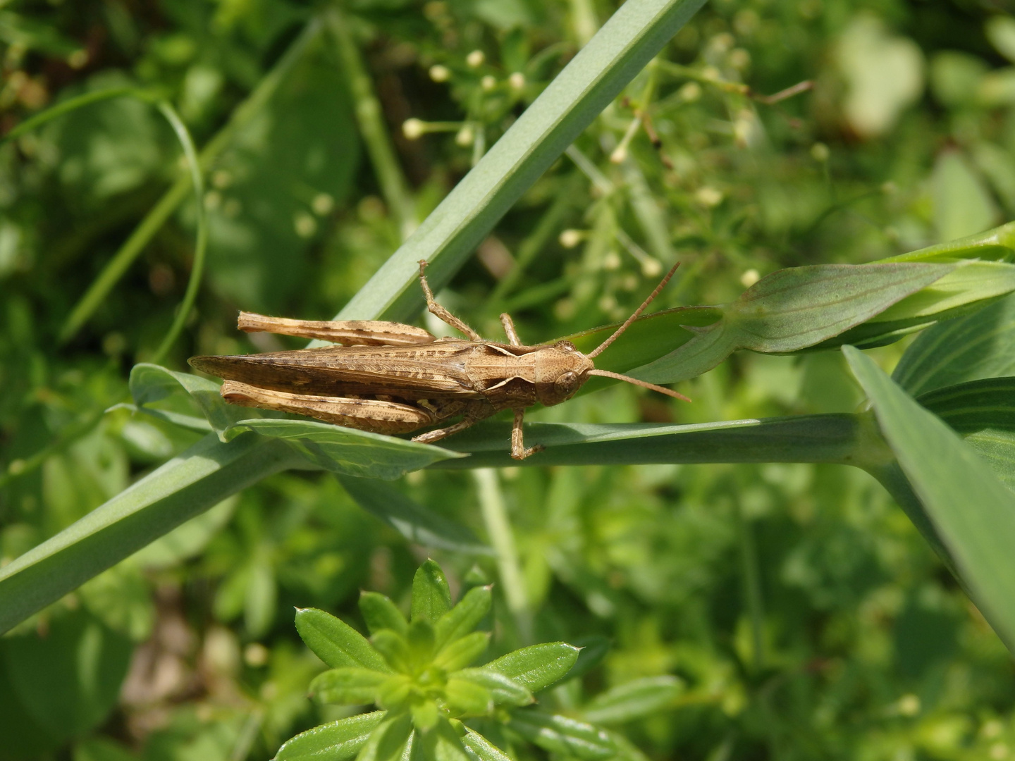 Grashüpfer der Chorthippus biguttulus-Gruppe