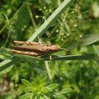 Grashüpfer der Chorthippus biguttulus-Gruppe