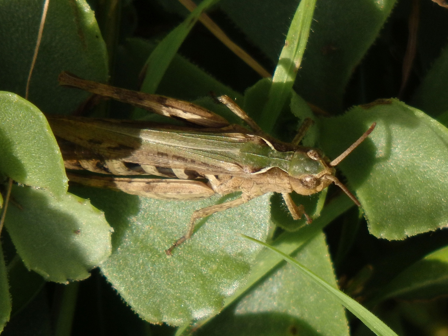 Grashüpfer der Chorthippus biguttulus-Gruppe