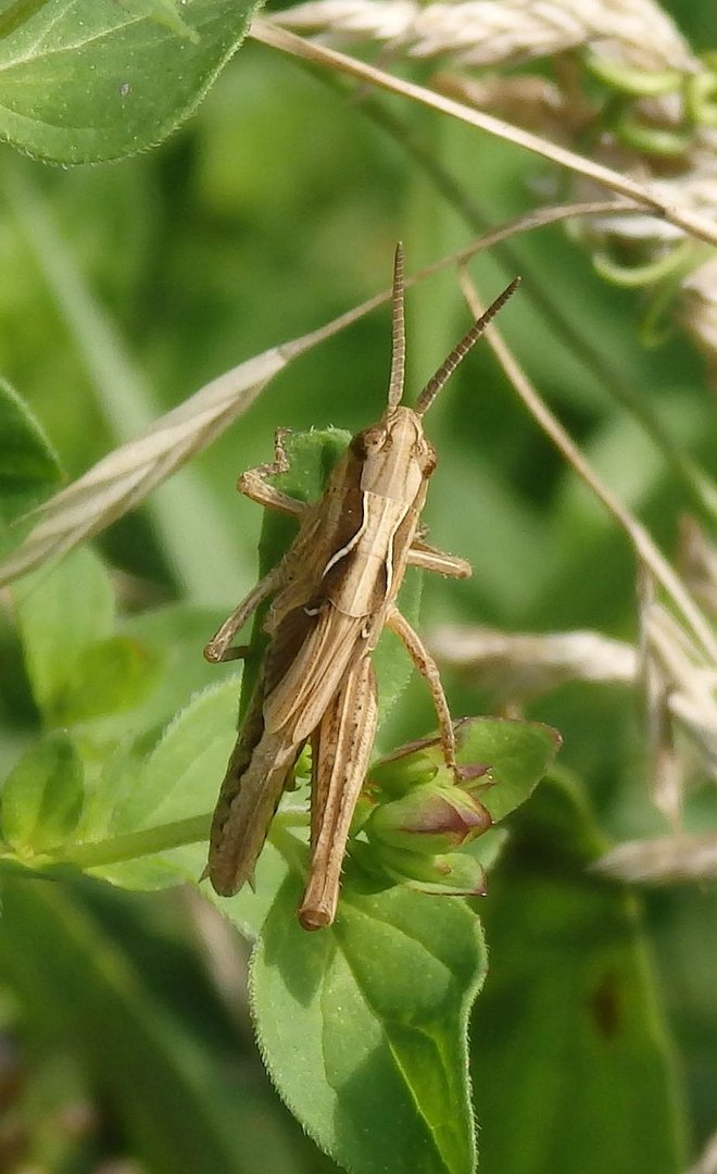 Grashüpfer der Chorthippus biguttulus-Gruppe