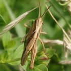 Grashüpfer der Chorthippus biguttulus-Gruppe