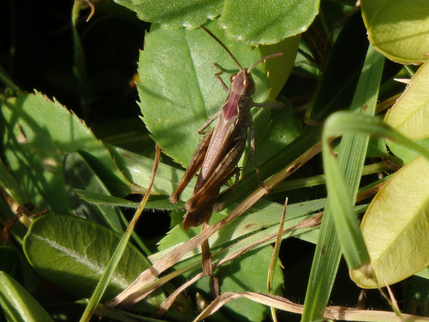 Grashüpfer der Chorthippus biguttulus-Gruppe