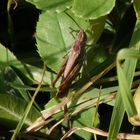 Grashüpfer der Chorthippus biguttulus-Gruppe