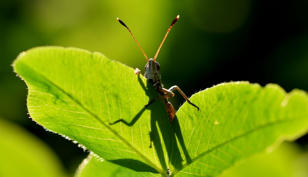 Grashüpfer