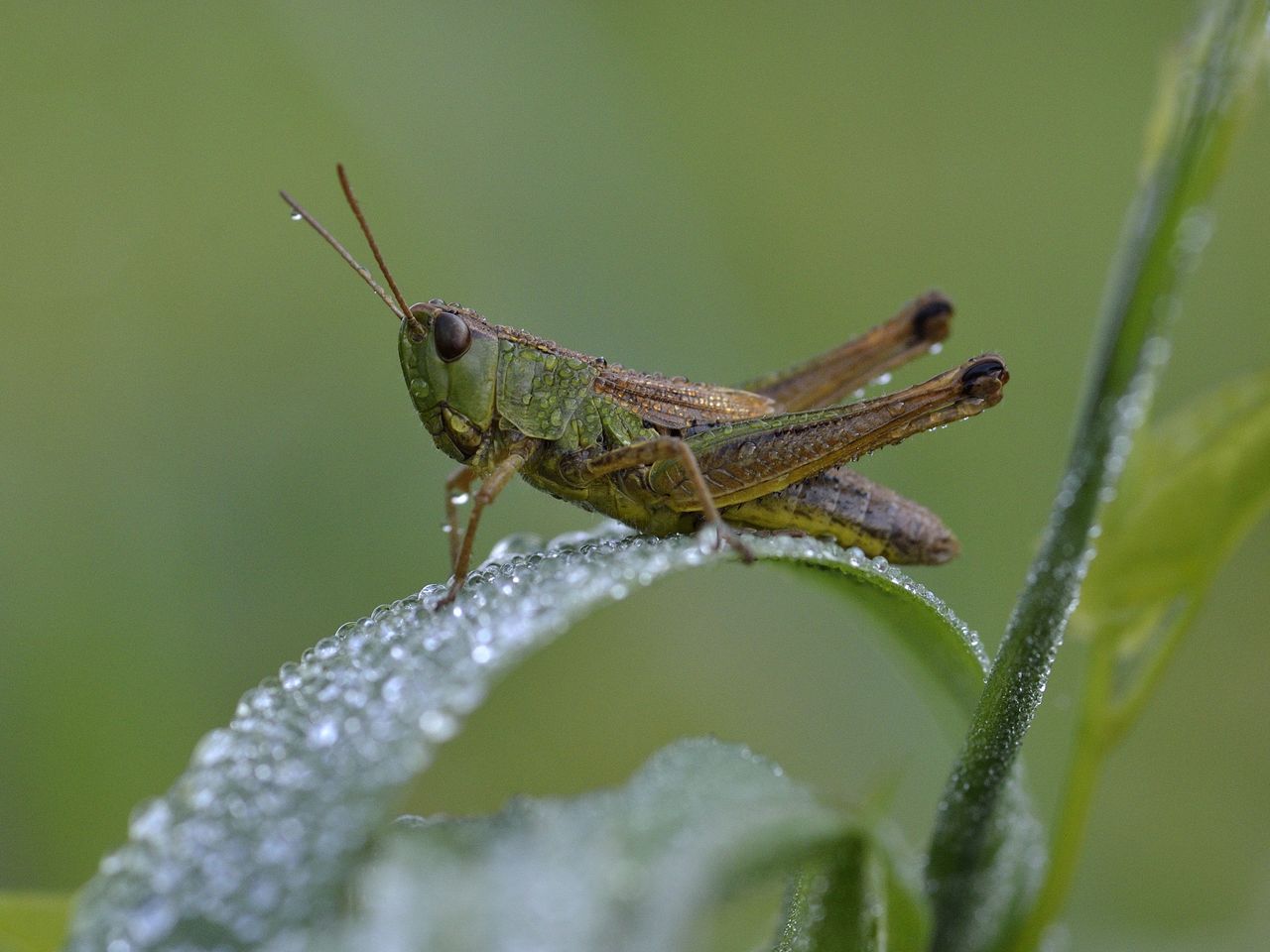 Grashüpfer