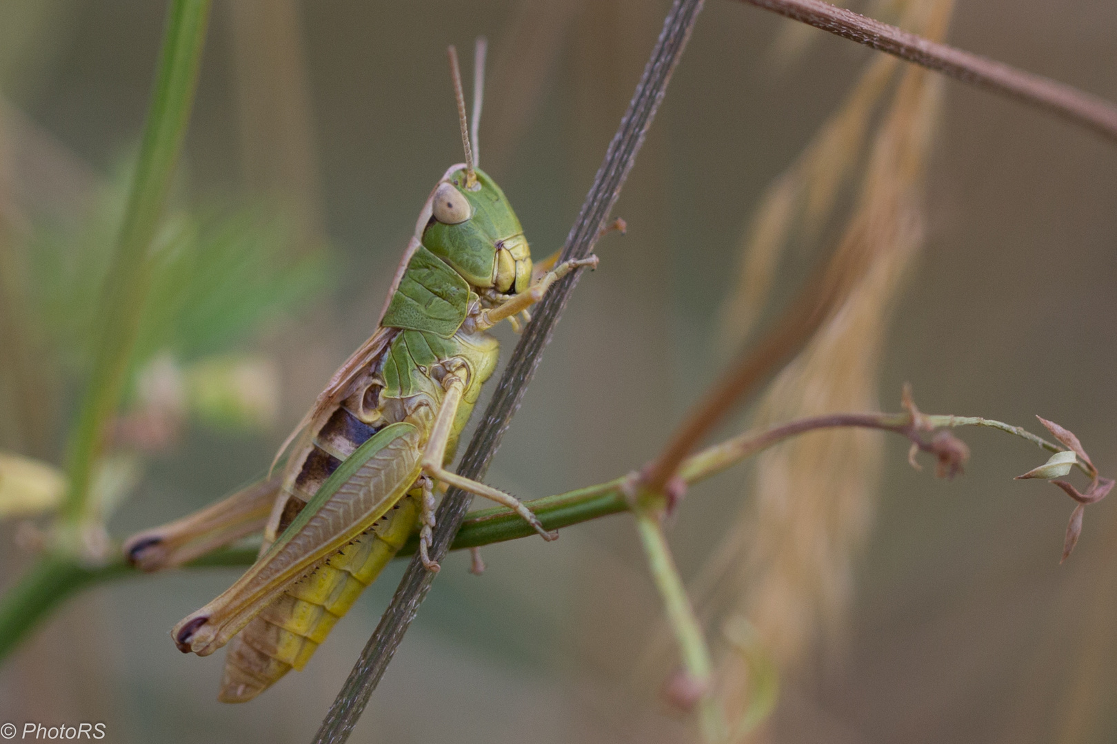 Grashüpfer