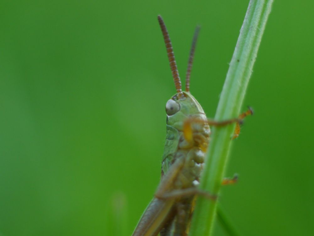 Grashüpfer