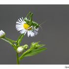 Grashüpfer entdeckt...ein kleiner Winzling