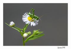 Grashüpfer entdeckt...ein kleiner Winzling