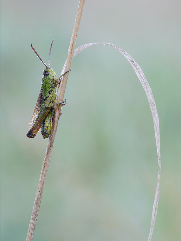 Grashüpfer