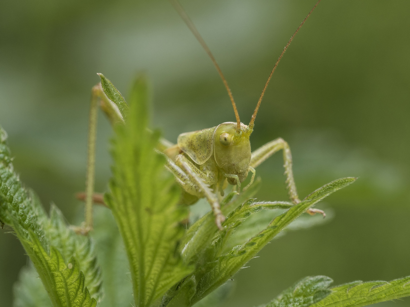 Grashüpfer