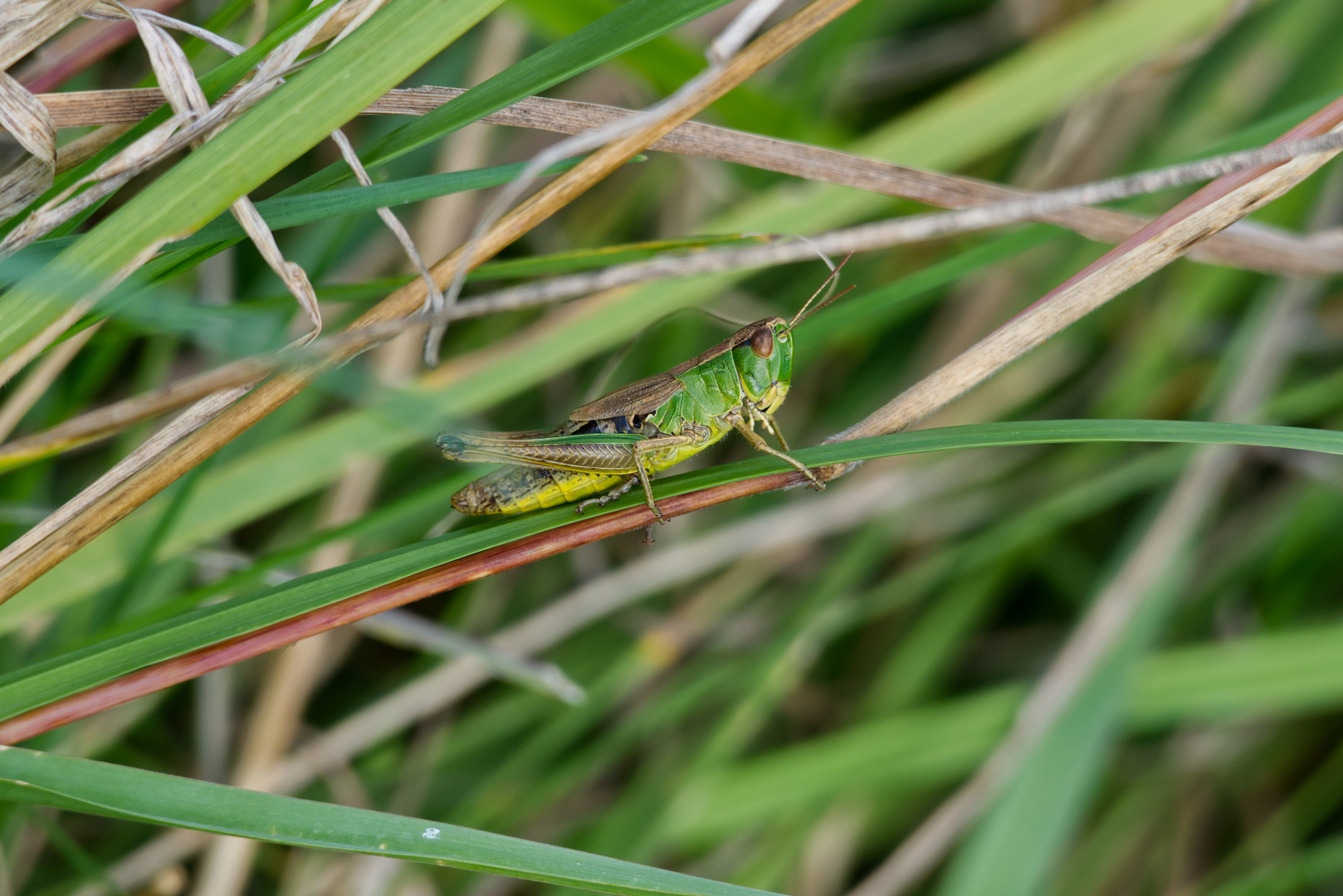Grashüpfer Foto & Bild tiere, wildlife, insekten Bilder auf