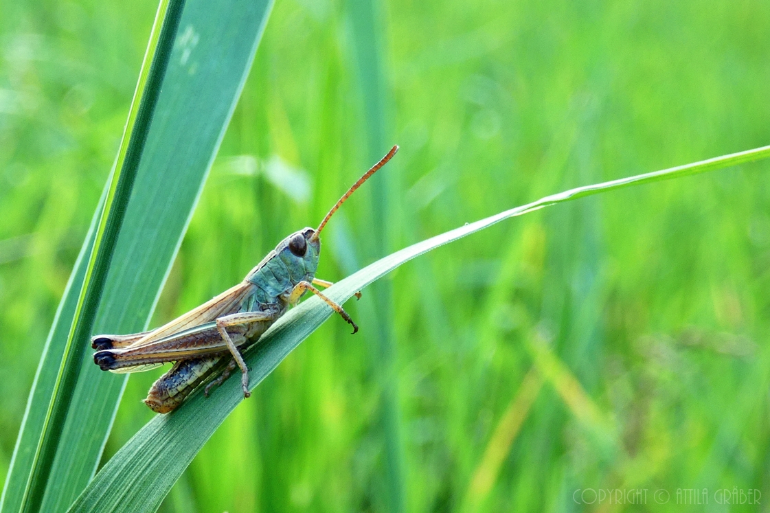 Grashüpfer