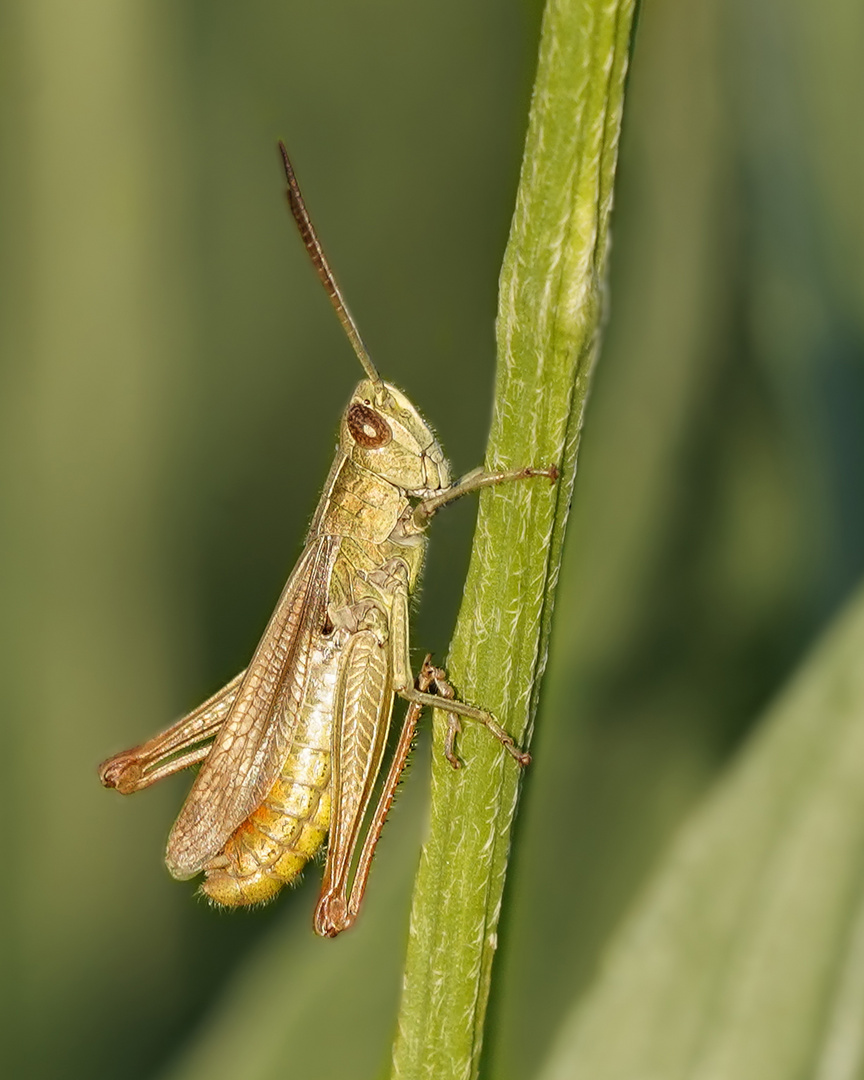 Grashüpfer