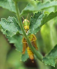 Grashüpfer