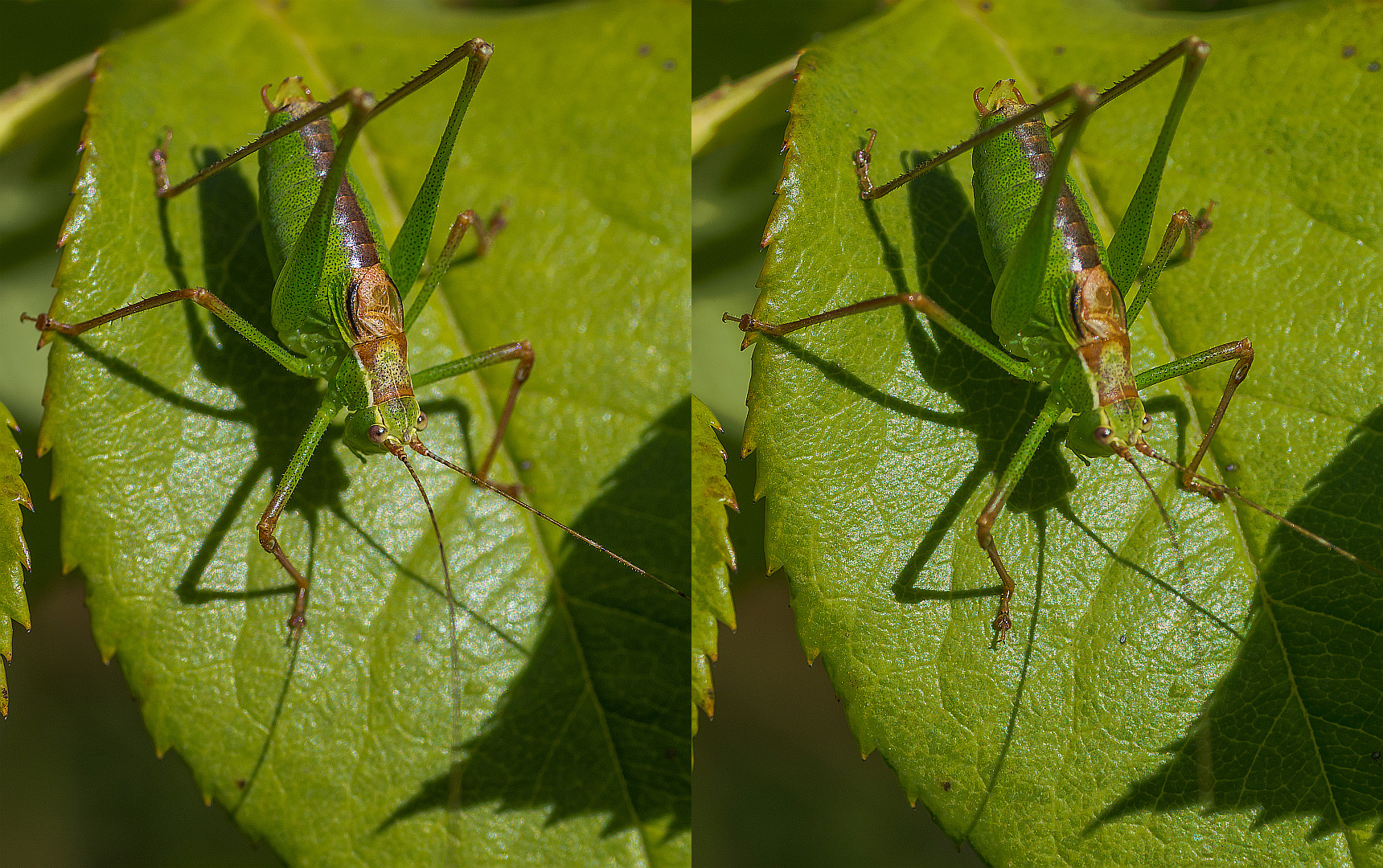 Grashüpfer