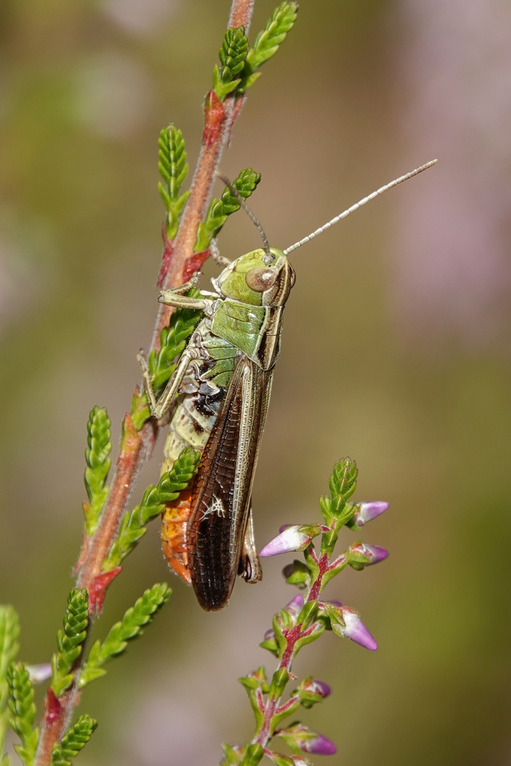 Grashüpfer