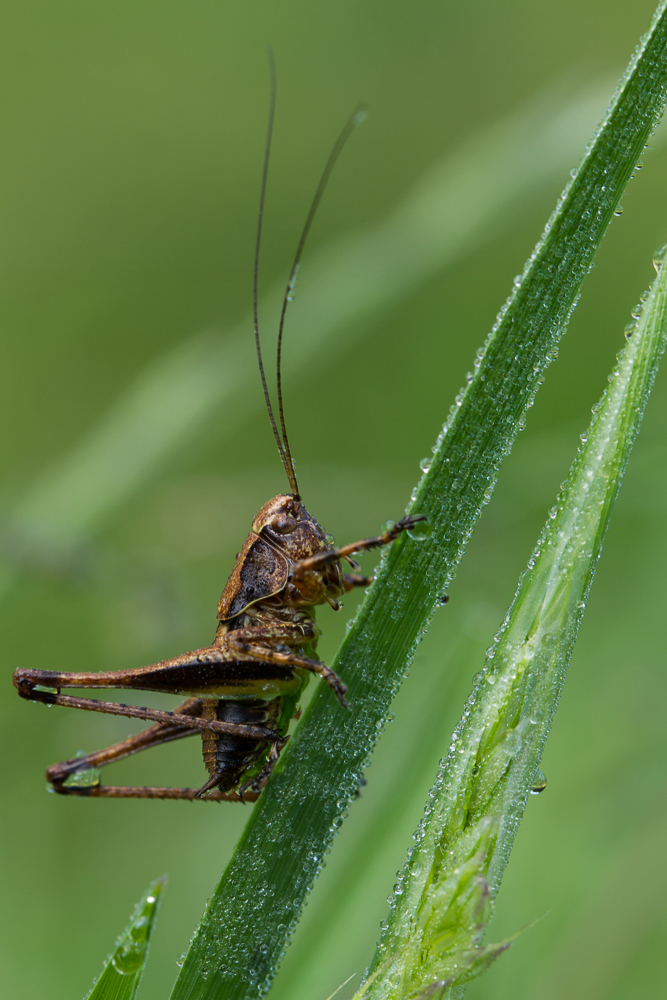 Grashüpfer