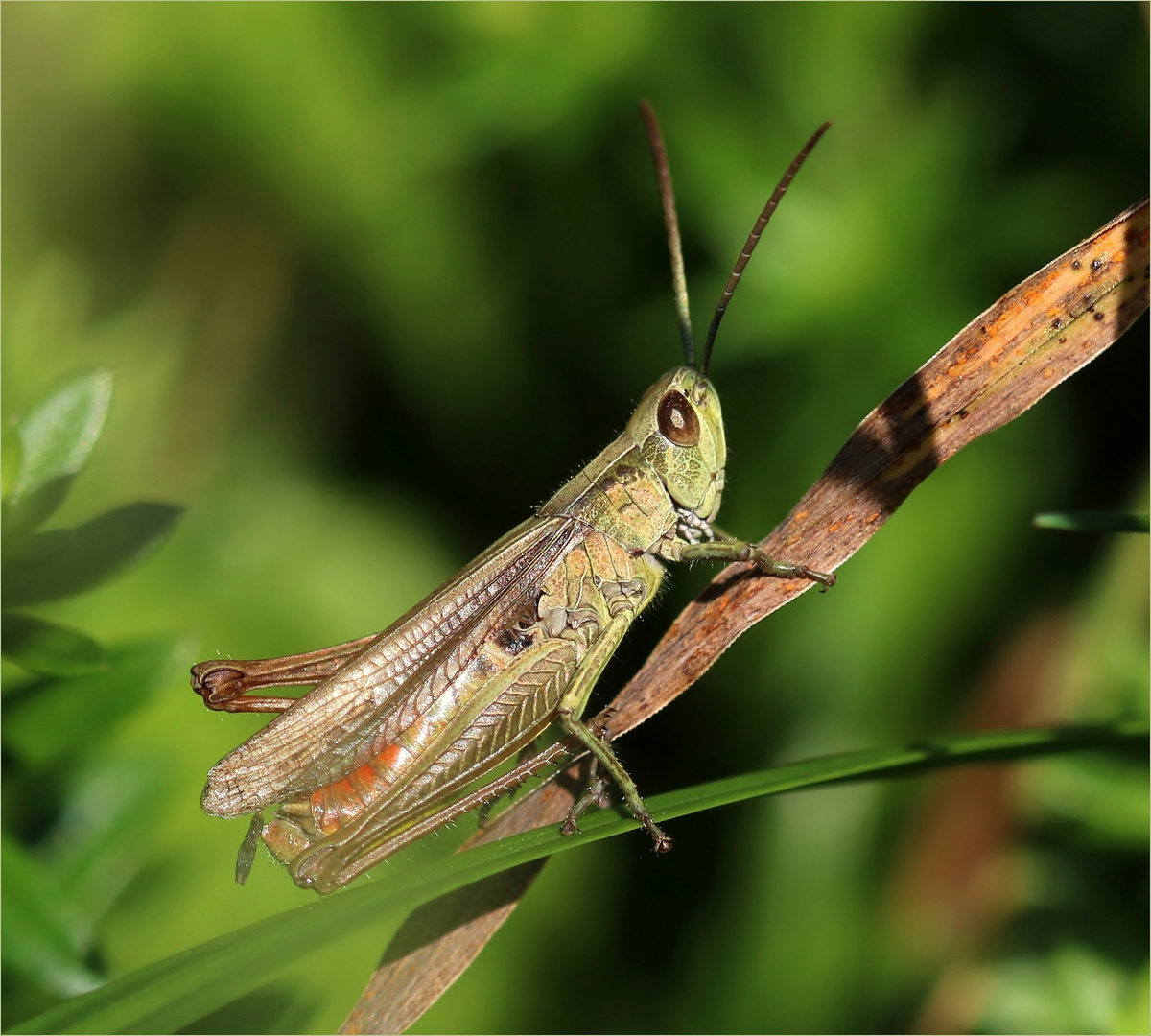 Grashüpfer (Gomphocerinae).