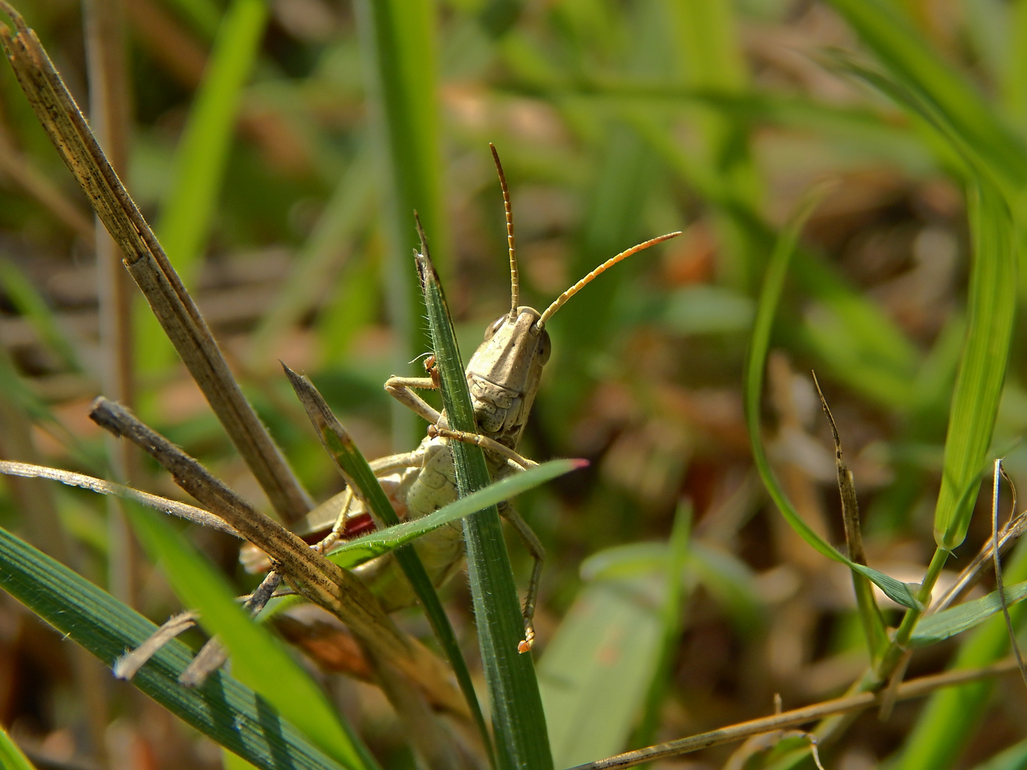 Grashüpfer (Gomphocerinae)