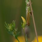 -Grashüpfer (Gomphocerinae)-