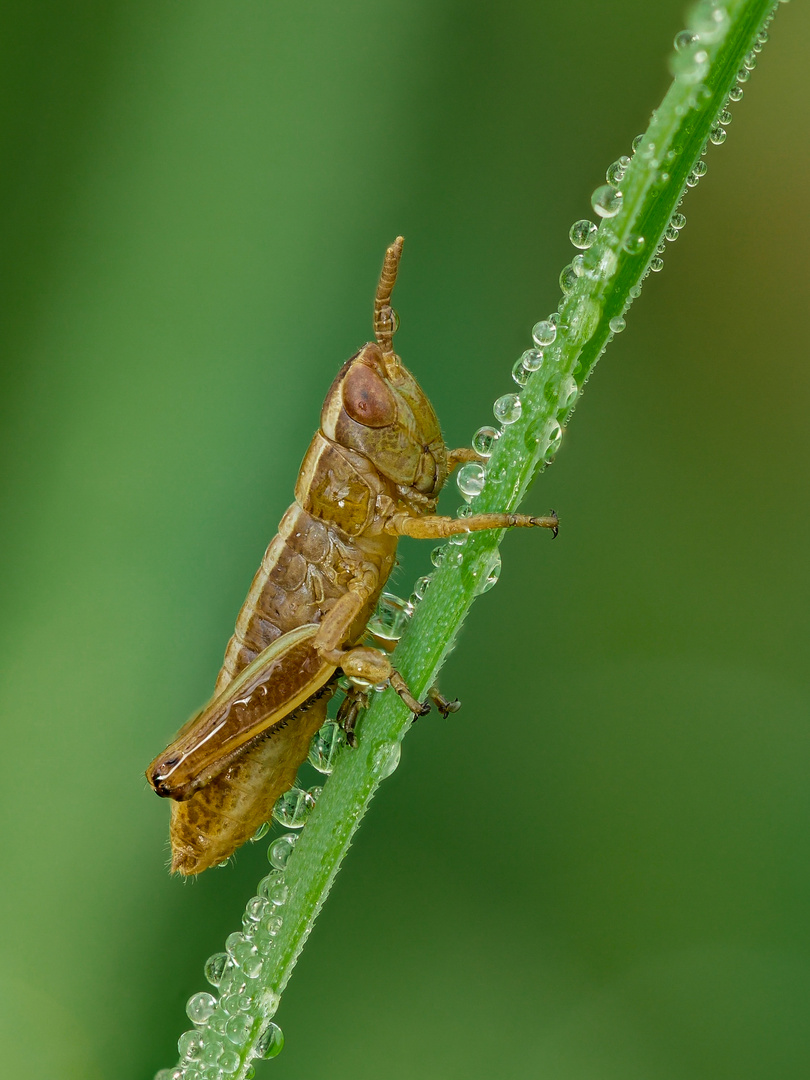 Grashüpfer | Grashopper