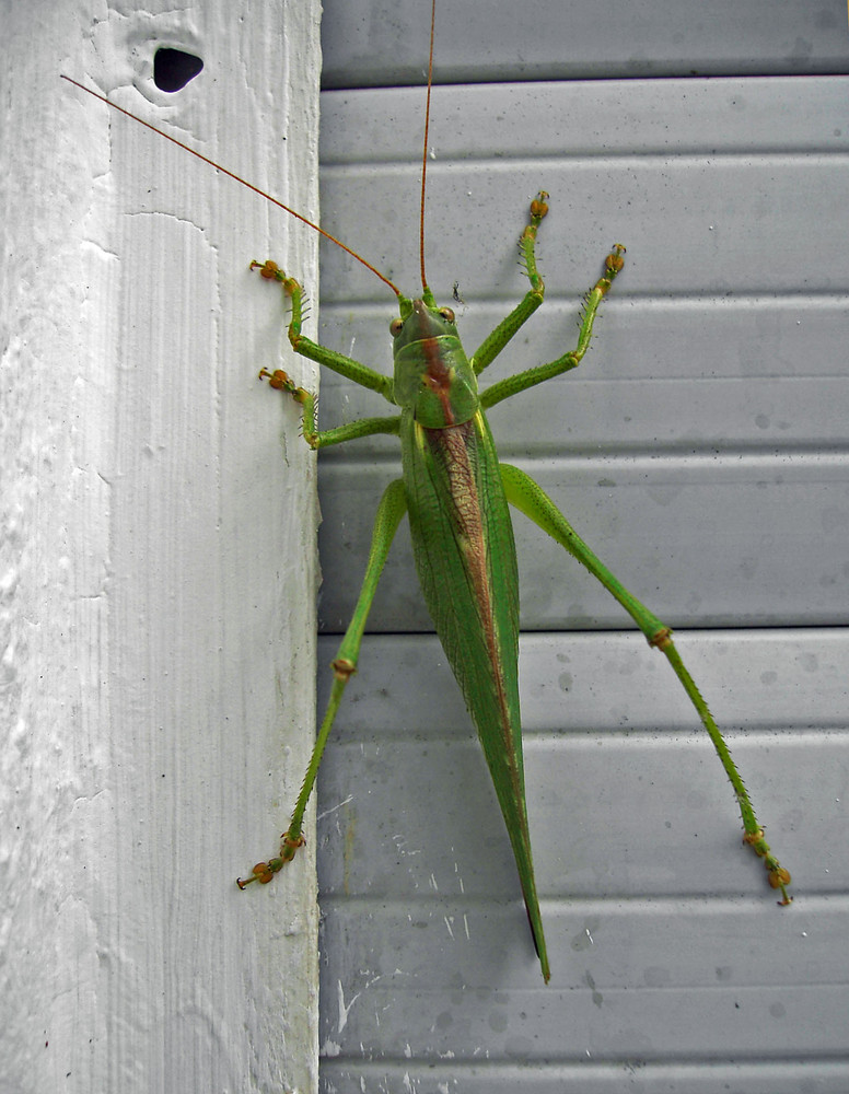 Grashüpfer (Heuschrecke) auf Abwegen (1)