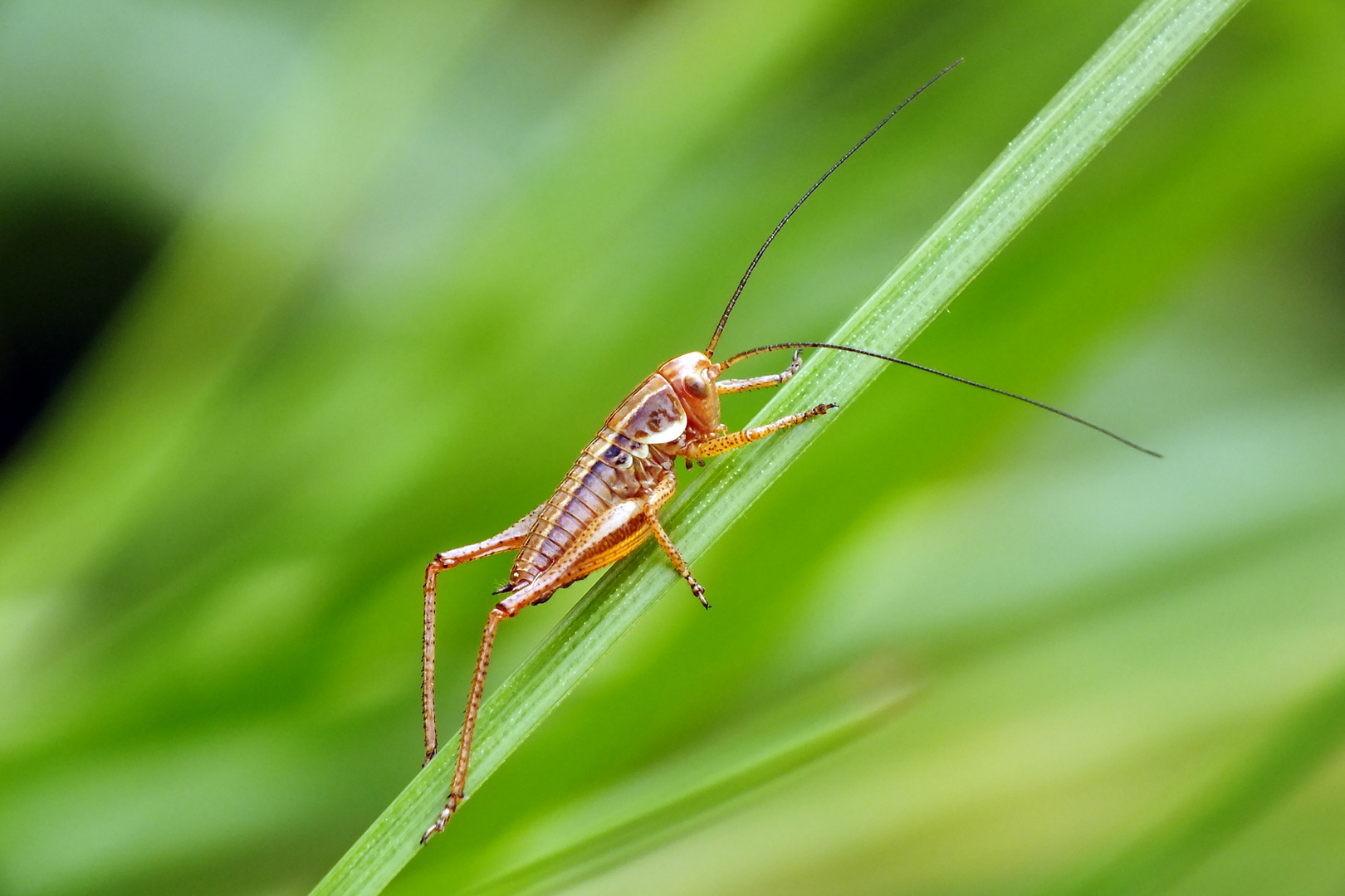 Grashüpfer II