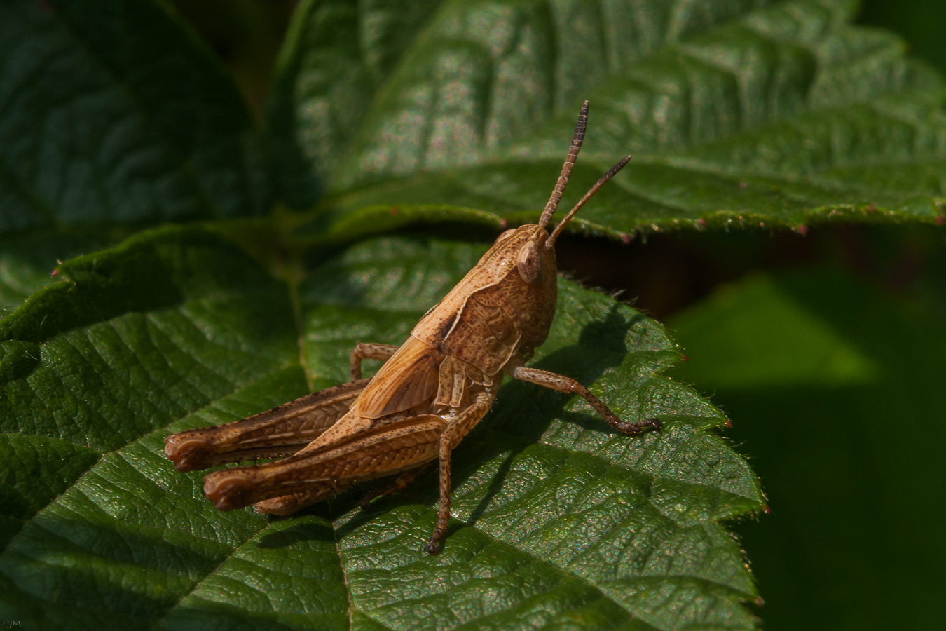 Grashüpfer im Blätterwald