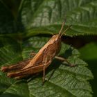 Grashüpfer im Blätterwald