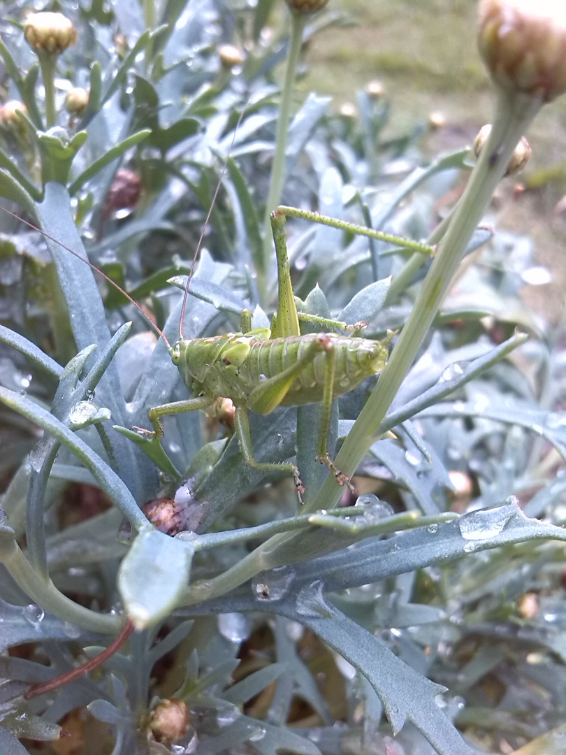 Grashüpfer im Garten