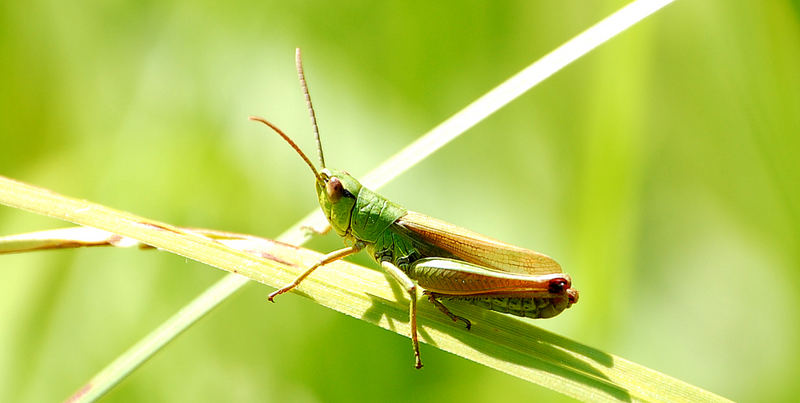 Grashüpfer im Gras