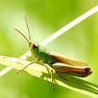 Grashüpfer im Gras