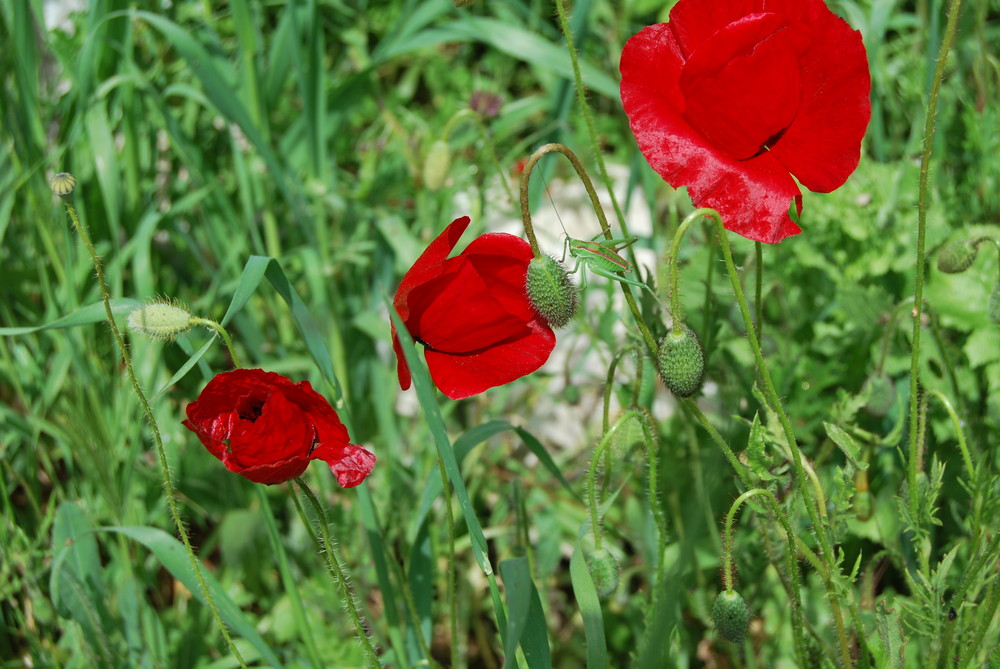 Grashüpfer im Mohn