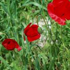 Grashüpfer im Mohn