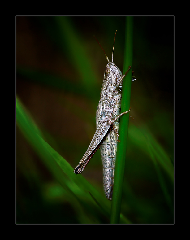 Grashüpfer im Moor