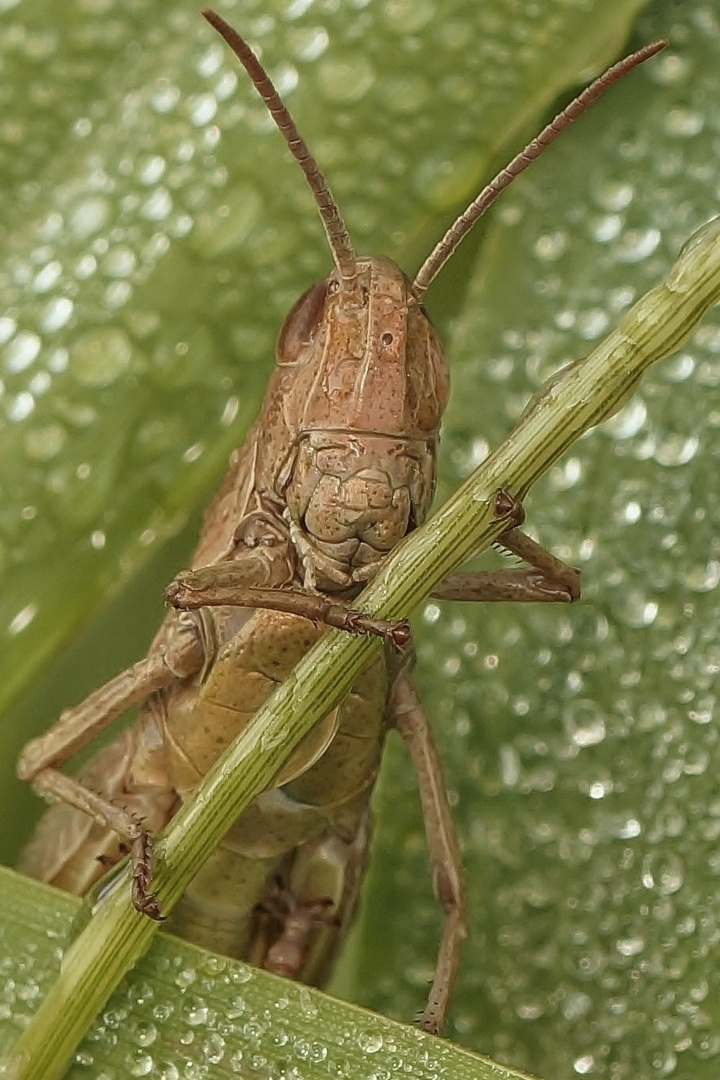 Grashüpfer im Morgentau