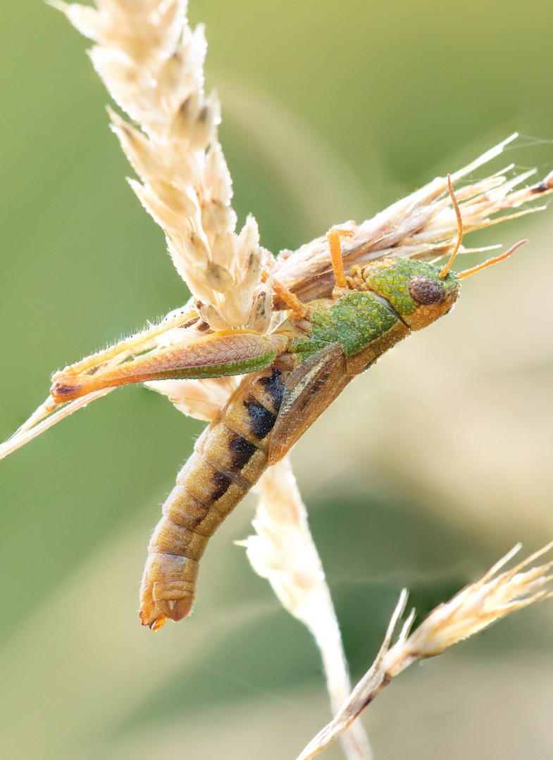 Grashüpfer im Morgentau