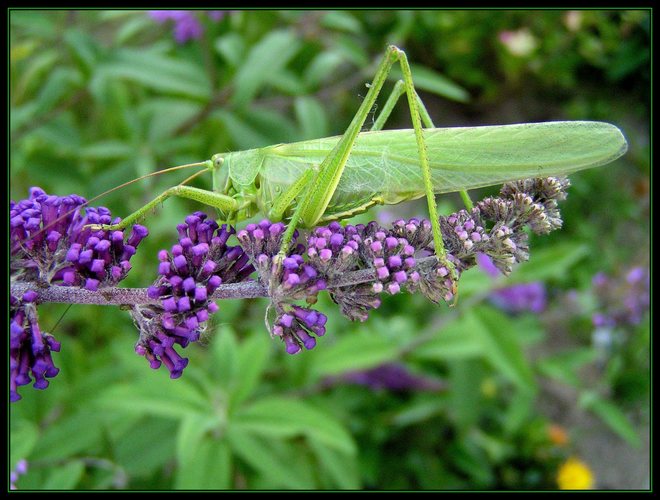 Grashüpfer im Sommerflieder