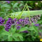 Grashüpfer im Sommerflieder