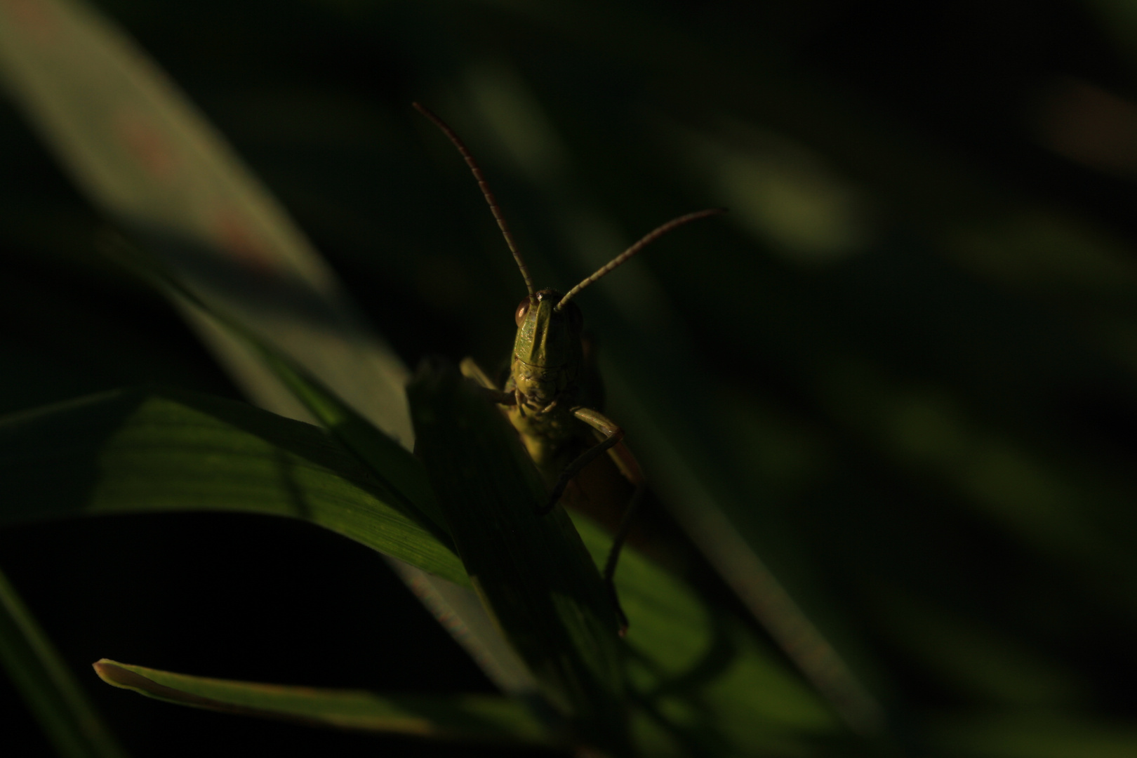 Grashüpfer im Sonnenuntergang