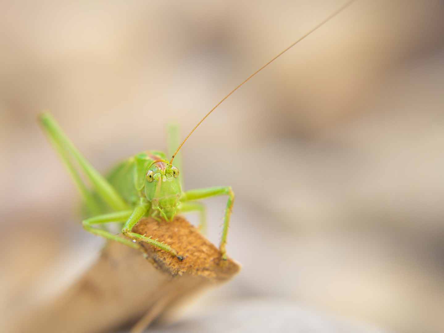 Grashüpfer im Sterben