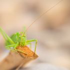 Grashüpfer im Sterben