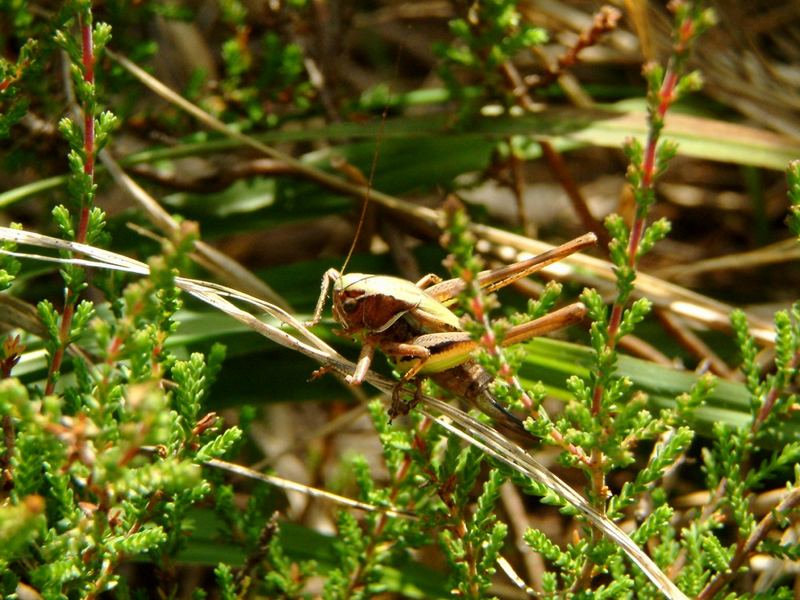 Grashüpfer im Wald